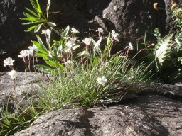 Dianthus basuticus subsp. basuticus flowering white